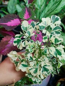 11 Rare Plant