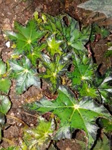 Begonia rex