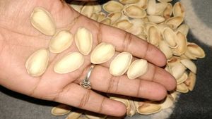 Empty Pistachio Shells