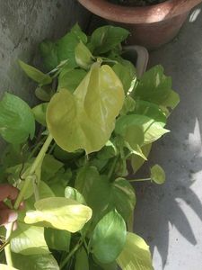 Golden Pothos - Easy Indoor Plant