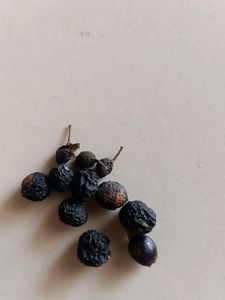 Curry Leaves Plant Seeds