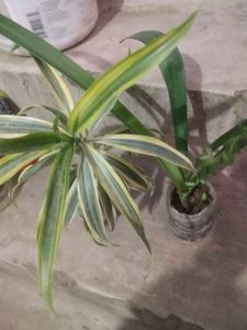 Combo  2 Plant Song Of India Or Red Lilly Flower
