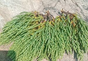 Fish Tank Gum Plant