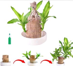 For Home Decorations Live Plant🌱