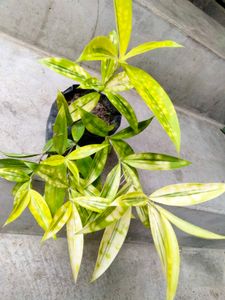 Plants Combo