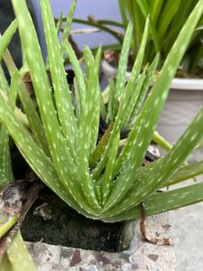 Huge plants moveout sale