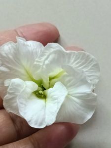Butterfly Pea Flower(Multipettle)