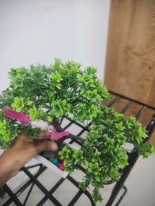 Bonsai Tree - Decoration Plant