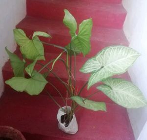 Pack 2 Arrowhead Zabronics plantS