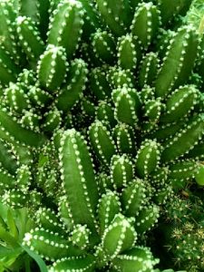 Triangular Cactus