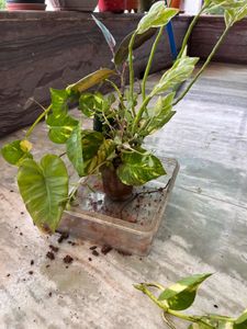 Plant