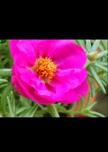 Moss rose plant