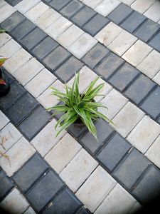 10 Live Root Plants