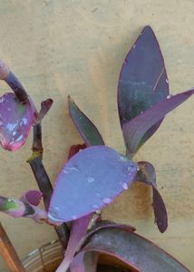 Purple Heart Plant