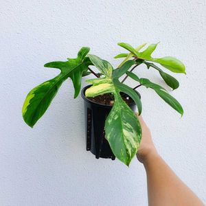 Florida Beauty Variegated Plant For Sale