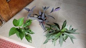 3 Set Plants ☘️