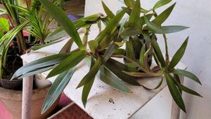 Set 2 Moses In The Cardle &amp; Pandanus veitchiiPlant