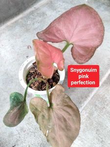 Assorted Indoor Plants combo