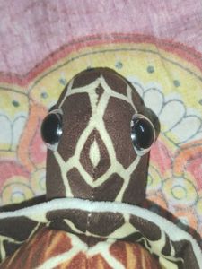 Turtle Plush Teddy