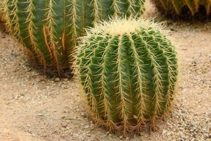 9 Plants Rare