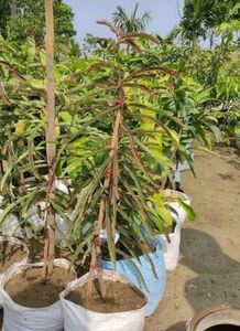 Fresh Amla (Indian Gooseberry) Plants Pack Of 1