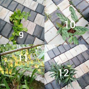You Can Select 12 Live Root Plants