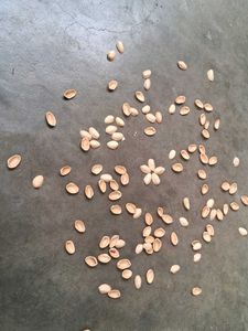 Pistachios Shells 110 Pieces