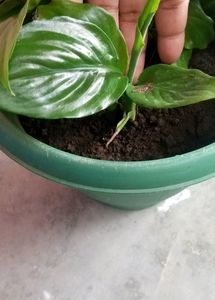 Peace lily