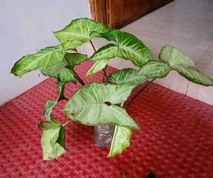 Set 3 Arrowhead &amp; Dracaena Dragon Plants