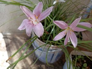 Combo Of 5 Plants Bulbs