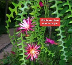 collection of various plants combo