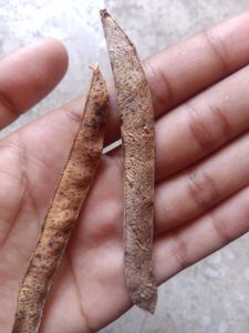 White Aparajita