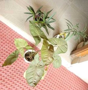 3 Set Mexican petunia/Arrohead/Moses In cardle