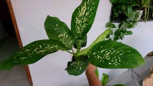 Set 2 Dieffenbachia Seguine &amp; Plants ☘️