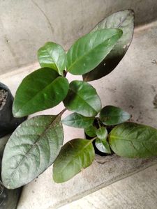 collection of various plants combo
