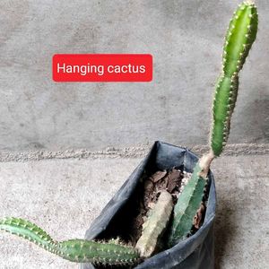 Succulent and Cactus Assortment