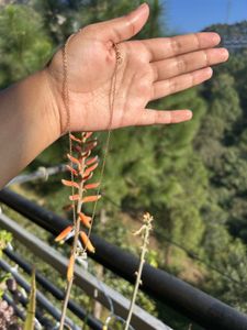 golden libra sign chain