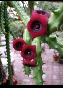 Stapelia Plant ( red Dragon)