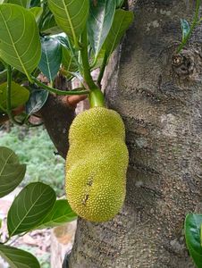 Organic Jackfruit