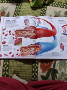 Human Body Encyclopedia