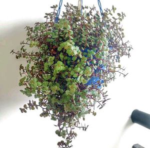 Callisia Repens / Creeping Inchplant / Turtle Vine
