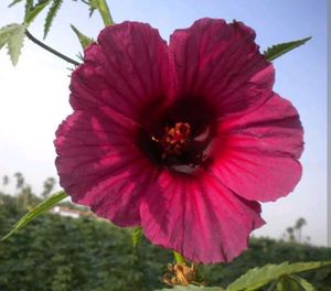 Flowering 🌺🌻🌹🌷 Seeds @ Low Price