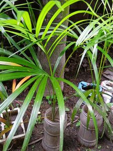 1.5 ft Areca Palm with Plastic Pot
