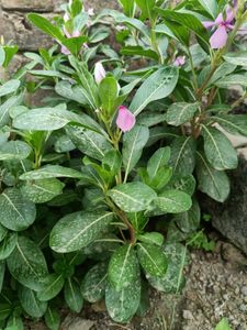 Sdabhar Plant