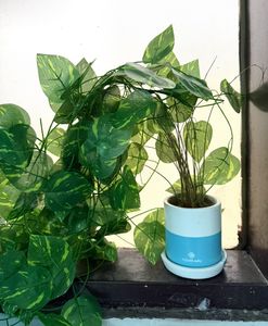 Green Money Plant - Artificial Leafs (Set of 5)