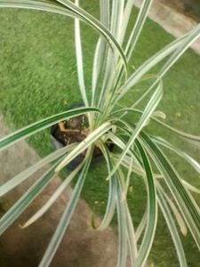 Indoor Plant Variety Pack