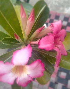 Adenium Desert Rose