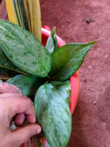 11 Plants Combo