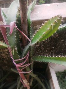 Red Drigon Plant Cutting Only Single Piece