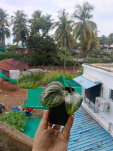 10 New Plants